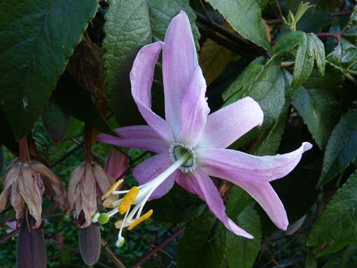 04-Prazeres-LevadaNova-Calheta-025