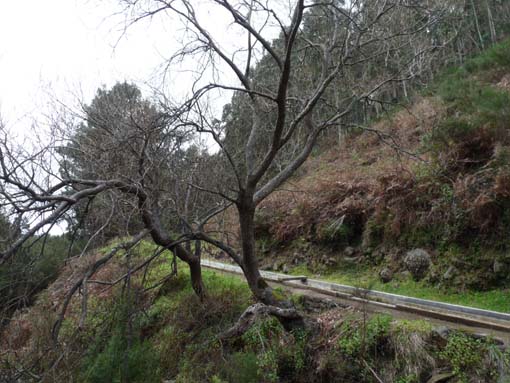 04-Prazeres-LevadaNova-Calheta-048