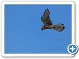 240613_Juist_034