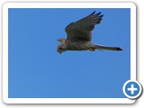 240613_Juist_036