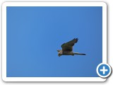 240613_Juist_041