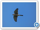 240613_Juist_042