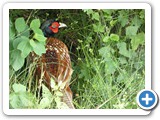 240613_Juist_125