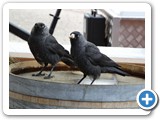 240613_Juist_137