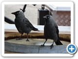 240613_Juist_139