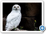 Schneeeule