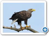 Seeadler