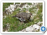 Seefeld_Wanderreise_210724_7065