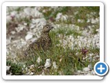 Seefeld_Wanderreise_210724_7070