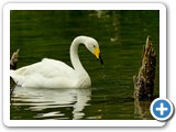 Singschwan
