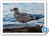 skua-raubmoewe1