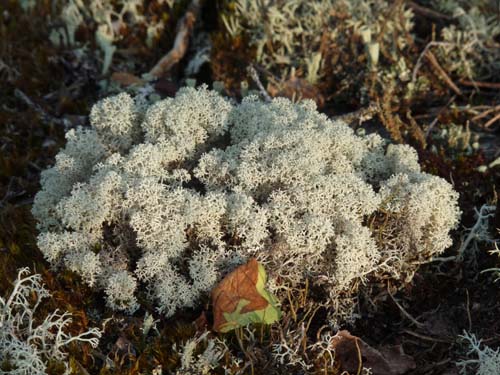 Dalsland-Nordmarken-612