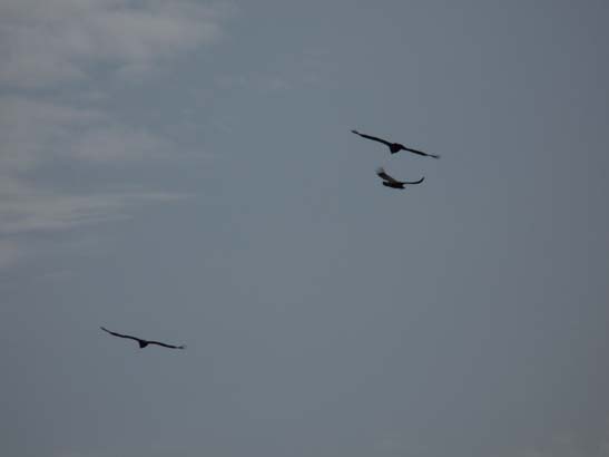 02-Virgen-de-la-Sierra--Zuheros-008