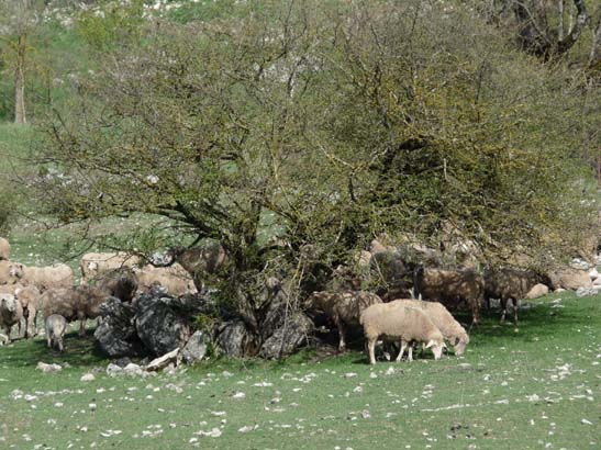 02-Virgen-de-la-Sierra--Zuheros-023