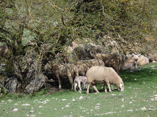 02-Virgen-de-la-Sierra--Zuheros-025