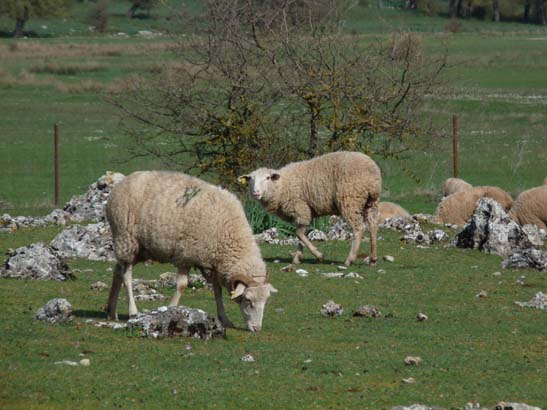 02-Virgen-de-la-Sierra--Zuheros-030