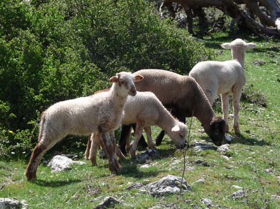 02-Virgen-de-la-Sierra--Zuheros-051