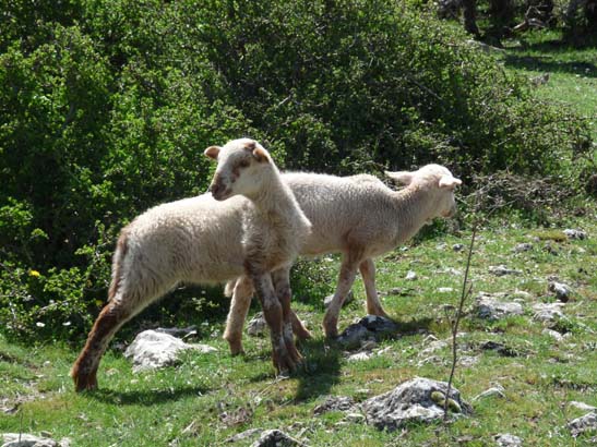 02-Virgen-de-la-Sierra--Zuheros-052