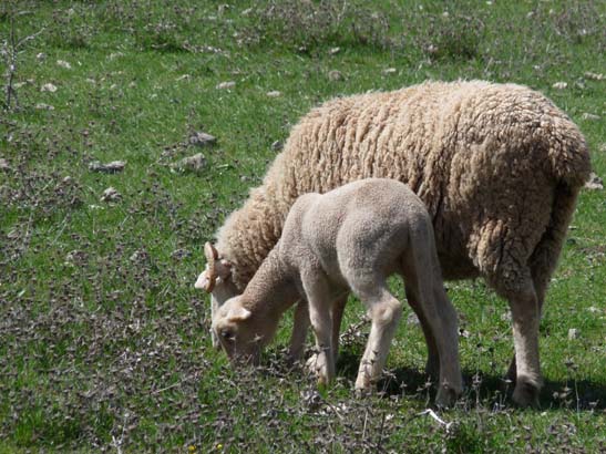 02-Virgen-de-la-Sierra--Zuheros-053