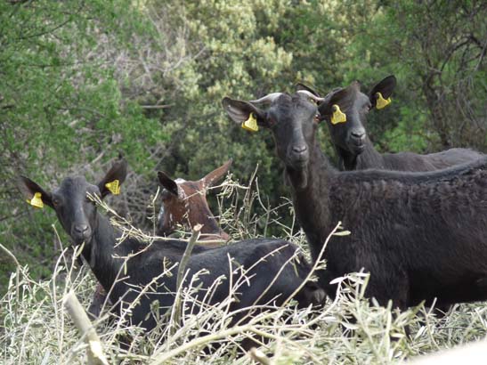 04-Los-Villares--Las-Lagunillas--Priego-002