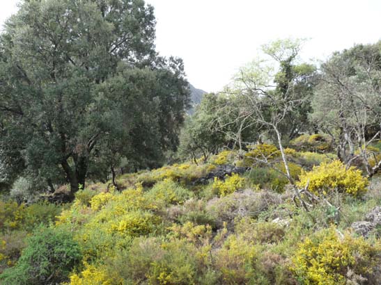 04-Los-Villares--Las-Lagunillas--Priego-010