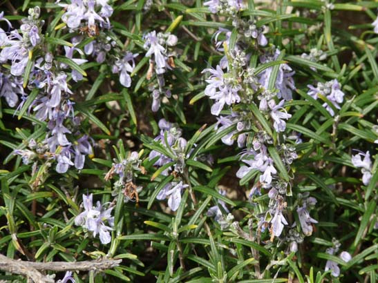 04-Los-Villares--Las-Lagunillas--Priego-054