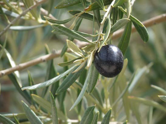 04-Los-Villares--Las-Lagunillas--Priego-065