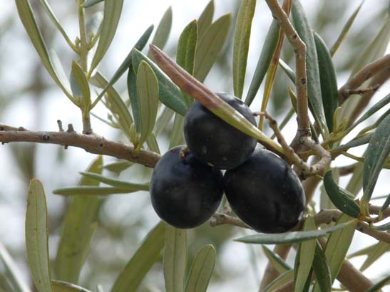 04-Los-Villares--Las-Lagunillas--Priego-066