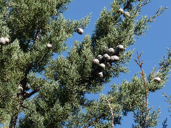 07-Taha-de-Pitres-014