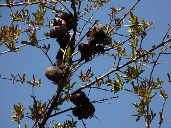 07-Taha-de-Pitres-042