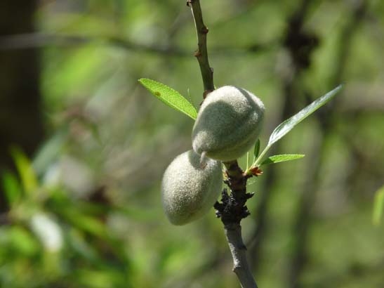 07-Taha-de-Pitres-043