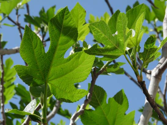 07-Taha-de-Pitres-069