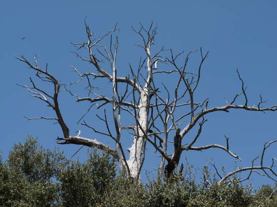 07-Taha-de-Pitres-079