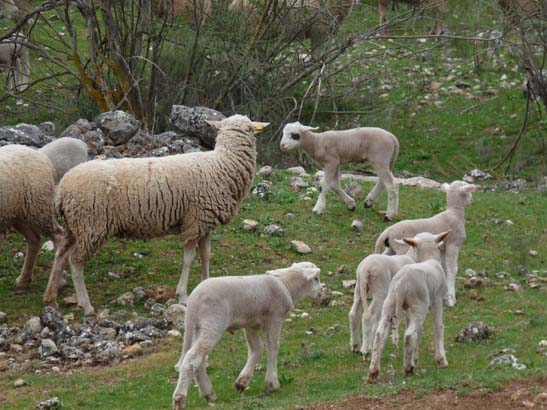 01-Zagrilla--Luque-012