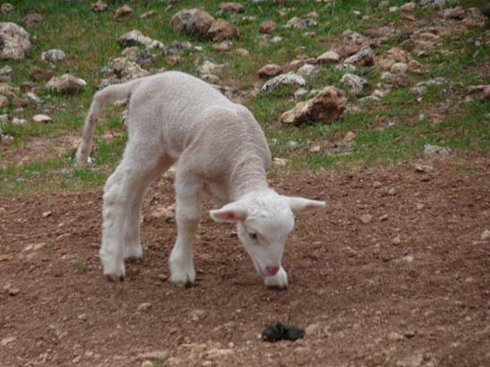 01-Zagrilla--Luque-014