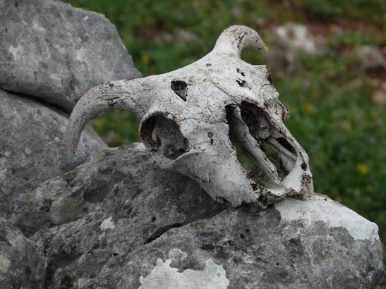 01-Zagrilla--Luque-020