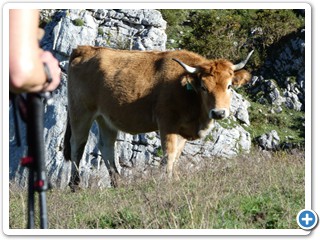 Asturien_250924_428_Picos_de_Europa_Covadonga