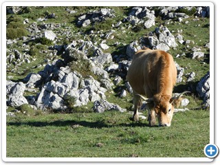 Asturien_250924_435_Picos_de_Europa_Covadonga