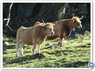 Asturien_250924_437_Picos_de_Europa_Covadonga