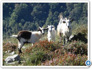 Asturien_250924_576_Picos_de_Europa_Covadonga