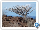 241108_Teneriffa_El_Hierro_089