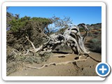 241108_Teneriffa_El_Hierro_118