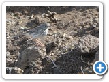 241108_Teneriffa_El_Hierro_126