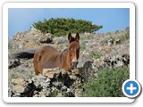 241108_Teneriffa_El_Hierro_141