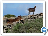 241108_Teneriffa_El_Hierro_147