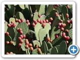 241108_Teneriffa_El_Hierro_151