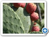 241108_Teneriffa_El_Hierro_152