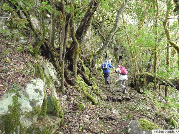 Lorbeerwald Gomera