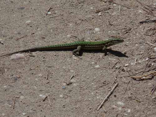 06--Cala-Bossa--Las-Salinas-058