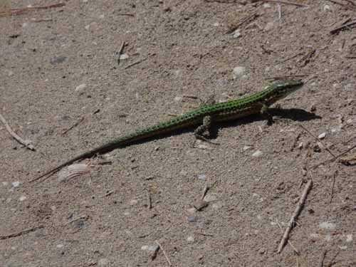 06--Cala-Bossa--Las-Salinas-059